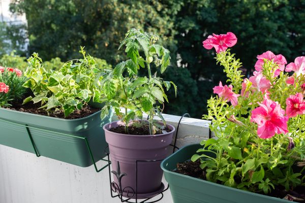 seasonal lawn care guide